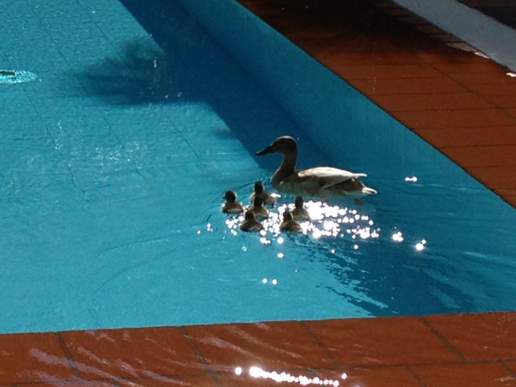 Aparthotel Al Lago Locarno Bilik gambar