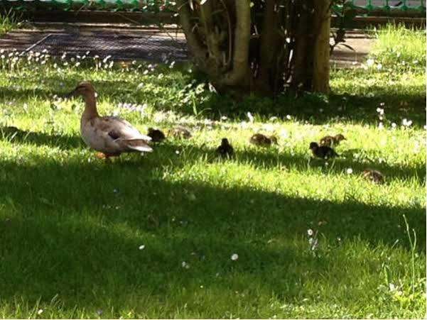 Aparthotel Al Lago Locarno Luaran gambar